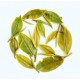 Himalayan Exotic Snow Kissed Green Tea ( Private Reserve )