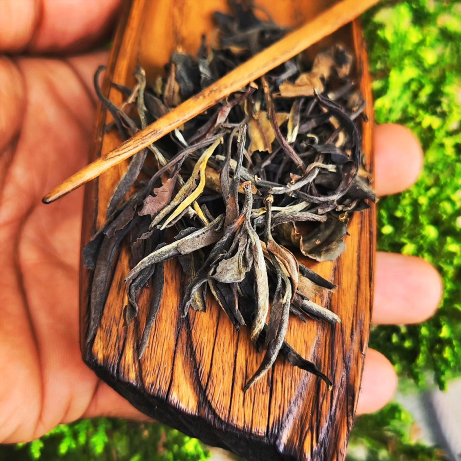 Manipur Wild Sun White - Old Tree Spirit