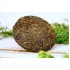 Nilgiri Sheng Puer Style Tea Cake 2025