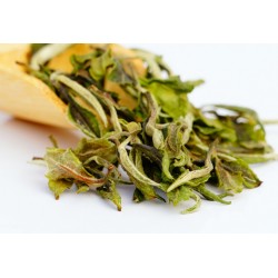Darjeeling Exotic Spring Opus White Tea ( Planter's Reserve )